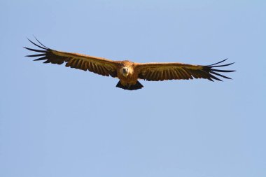 Griffon akbaba kanatları uçarken Cres adasında süzüldü.