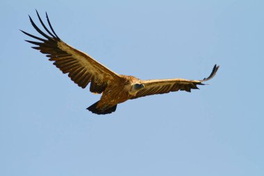 Griffon akbaba kanatları uçarken Cres adasında süzüldü.