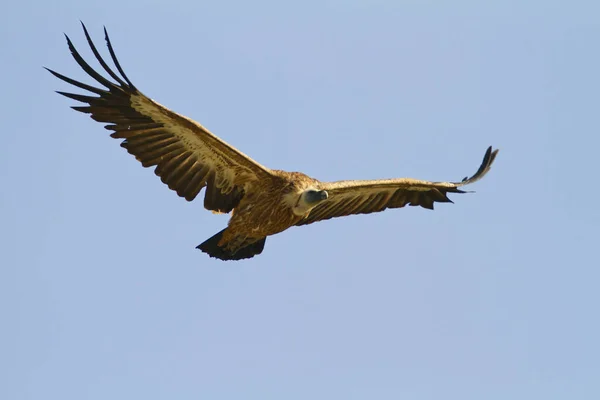 Griffon Supí Křídla Roztažená Letu Vznášející Ostrově Cres — Stock fotografie