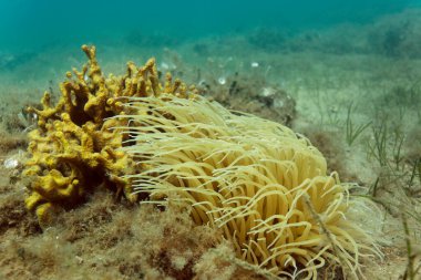 Hırvatistan 'ın Brijuni Ulusal Parkı' ndaki Adriyatik Denizi 'nden deniz şakayığı geliyor