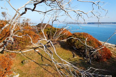 Baharın başında Maquis çalılığı, Brijuni Milli Parkı