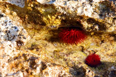 Mercan resifinin sualtı fotoğrafı.