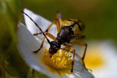 Brijuni Ulusal Parkı 'ndan Montpellier çitosuyla beslenen Longhorn böceği.