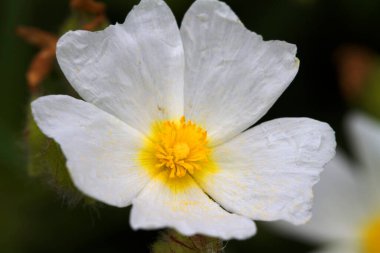 The flower of Montpellier cistus from Brijuni National Park clipart