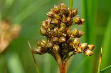 Patlamamış çiçeğin yakın görüntüsü 