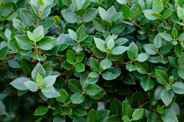 Phillyrea latifolia yaprakları, yaygın olarak yeşil zeytin ağacı olarak bilinir, ya da Brijuni Ulusal Parkı 'ndaki sahte er.