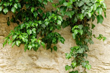 Brijuni Ulusal Parkı 'nda duvarda asılı olan sıradan bir sarmaşık.