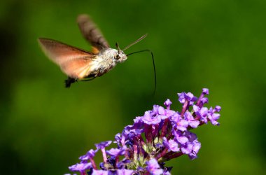 Çiçeğin üzerinde uçan sinekkuşu güvesi, Brijuni Milli Parkı