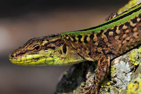 Zielona Jaszczurka Europejska Lacerta Viridis Ziemi — Zdjęcie stockowe