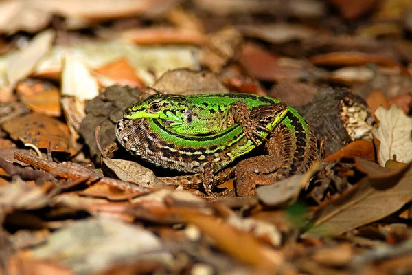 Європейські Зелені Ящірки Lacerta Viridis Землі — стокове фото