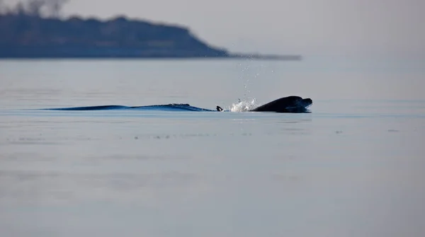 Delfin Butelce Park Narodowy Brijuni Chorwacji Morze Adriatyckie — Zdjęcie stockowe