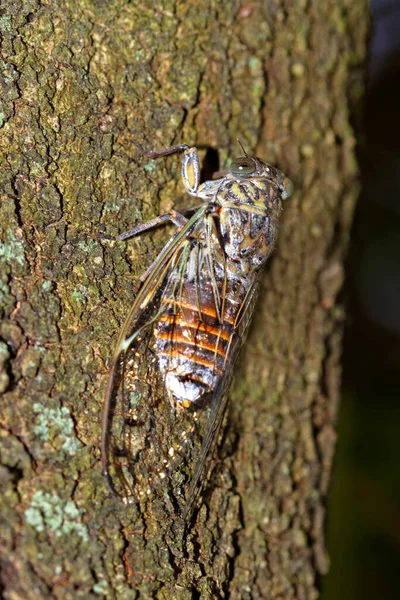 Lyristes Plebejus Cicada Dębie Park Narodowy Brijuni — Zdjęcie stockowe