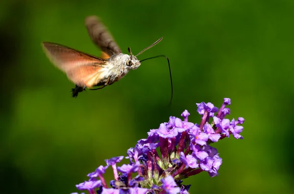 Hummingbird Hawk Moth Hovering Flower Brijuni National Park — Stock Photo, Image