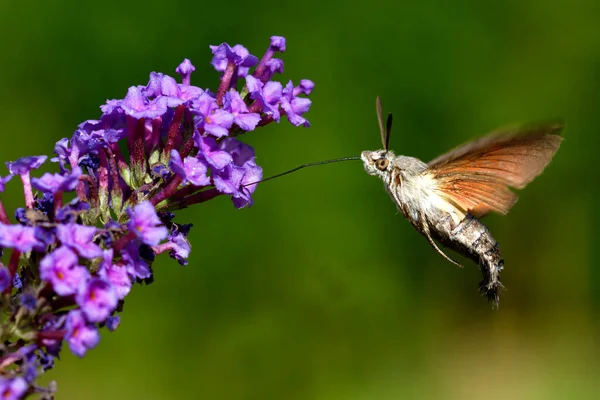 Hummingbird Hawk Moth Hovering Flower Brijuni National Park — Stock Photo, Image