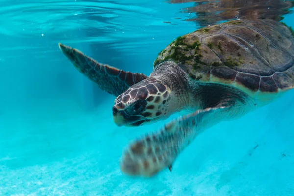 Tartaruga Marinha Cabeça Lenhador Parque Nacional Brijuni Croácia — Fotografia de Stock