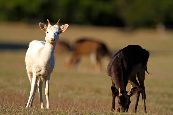 在克罗地亚Brijuni国家公园草原上放牧的山羊 — 图库照片