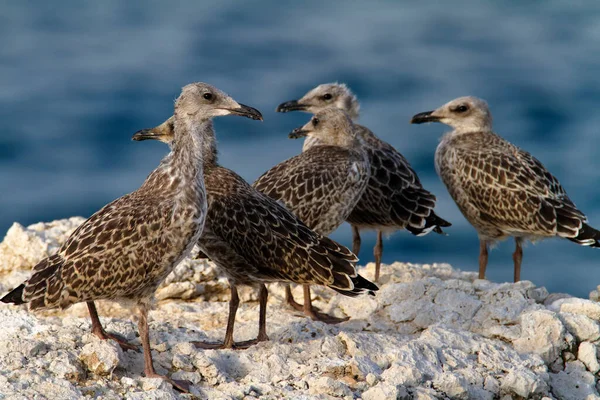 Unga Måsar Står Stranden Brijuni Nationalpark — Stockfoto