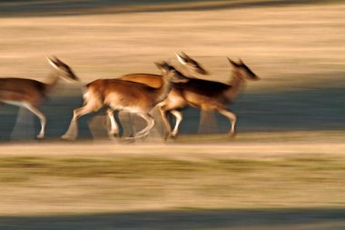 Brijuni Ulusal Parkı 'ndaki çayırlarda geyik koşuyor.