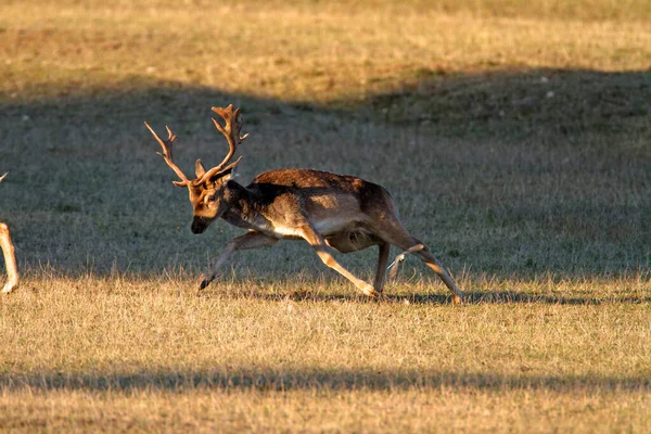Zwei Hirsche Kämpfen Auf Weideflächen Brijuni Nationalpark — Stockfoto