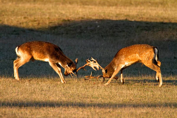 Dois Veados Estão Lutando Pastagens Parque Nacional Brijuni — Fotografia de Stock
