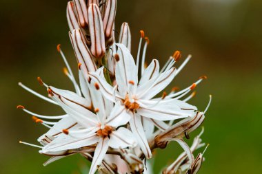 Asphodelus ramosus çiçekleri, Brijuni 'den dallanmış asphodel olarak da bilinir.