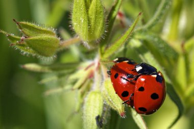 Coccinella Septempunctata çiftleşmesi, Brijuni Milli Parkı 'nda yedi noktalı uğur kuşu.