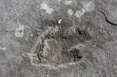 Brijuni Ulusal Parkı 'ndaki taşta dinozor ayak izi var.