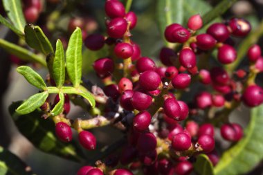 Brijuni Milli Parkı 'ndan Pistacia mercimeği meyveleri (lentisk; mastic)