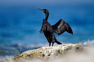 Kanatları kurutan, Brijuni Milli Parkı