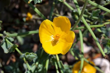 Brijuni Milli Parkı 'ndan sarı gelincik çiçekleri