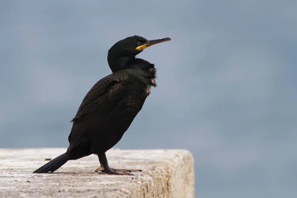 Shag Ξήρανση Των Φτερών Brijuni Εθνικό Πάρκο — Φωτογραφία Αρχείου