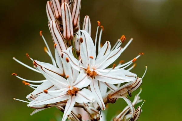 Kwiaty Asphodelus Ramosus Znany Również Jako Rozgałęziony Asfalt Brijuni — Zdjęcie stockowe