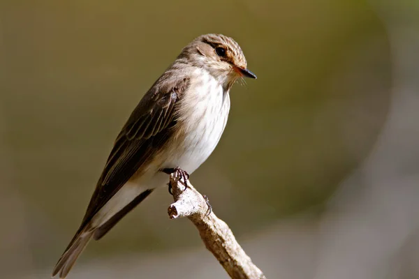 Εντοπίστηκε Flycatcher Σκαρφαλωμένο Στο Υποκατάστημα Από Εθνικό Πάρκο Brijuni — Φωτογραφία Αρχείου