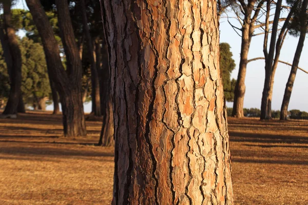 Floresta Pinheiros Final Tarde Parque Nacional Brijuni — Fotografia de Stock