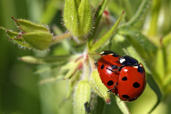 Mating Coccinella Septempunctata Seven Spot Ladybird Brijuni National Park — Stock Photo, Image