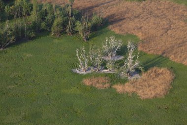 Hırvatistan 'ın Kopaki rit kentindeki büyük karabatak kolonisinin hava manzarası