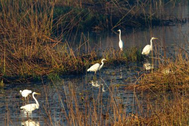 Hırvatistan 'ın Kopacki rit Doğa Parkının sulak arazisindeki Büyük Akbalıkçıl (Ardea alba)