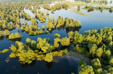 Hırvatistan 'ın Kopacki rit Doğa Parkı' ndaki sel sırasında sazlıkların ve söğütlerin hava manzarası