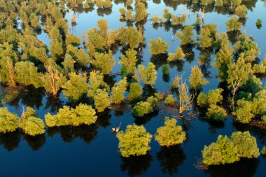 Hırvatistan 'ın Kopacki rit Doğa Parkı' ndaki sel sırasında sazlıkların ve söğütlerin hava manzarası
