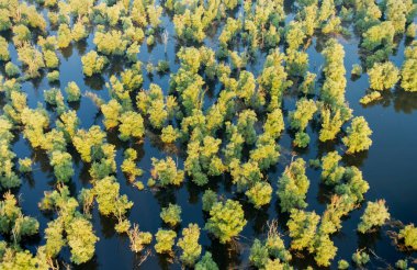 Hırvatistan 'ın Kopacki rit Doğa Parkı' ndaki sel sırasında sazlıkların ve söğütlerin hava manzarası