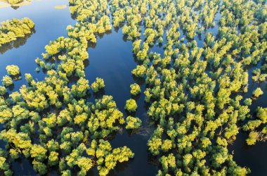 Hırvatistan 'ın Kopacki rit Doğa Parkı' ndaki sel sırasında sazlıkların ve söğütlerin hava manzarası