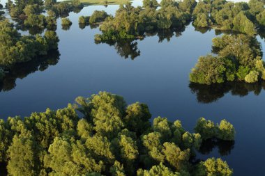 Hırvatistan 'ın Kopacki rit Doğa Parkı' ndaki sel sırasında sazlıkların ve söğütlerin hava manzarası