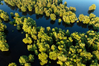 Hırvatistan 'ın Kopacki rit Doğa Parkı' ndaki sel sırasında sazlıkların ve söğütlerin hava manzarası