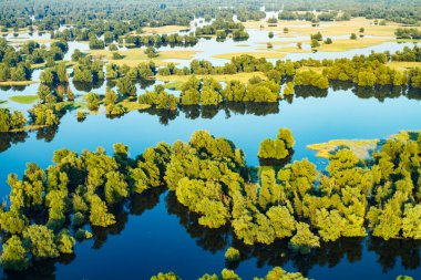 Hırvatistan 'ın Kopacki rit Doğa Parkı' ndaki sel sırasında sazlıkların ve söğütlerin hava manzarası