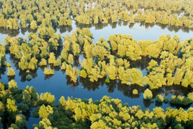 Hırvatistan 'ın Kopacki rit Doğa Parkı' ndaki sel sırasında sazlıkların ve söğütlerin hava manzarası