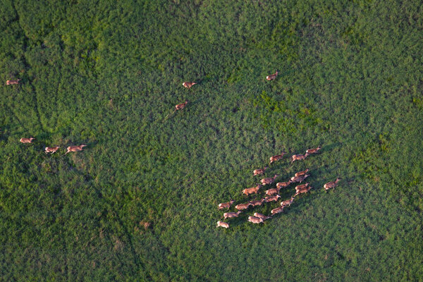 Aerial view of red deer herd running in sedge grass in Kopaki rit in Croatia