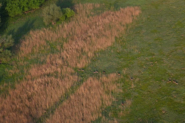 Vista Aérea Grieta Kopaki Primavera Antes Las Inundaciones Croacia —  Fotos de Stock