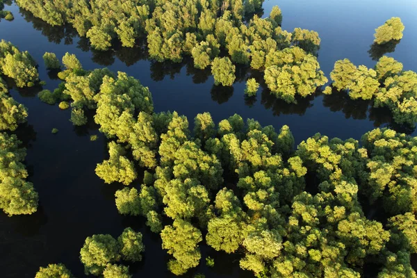 Vista Aérea Dos Juncos Salgueiros Durante Inundação Kopacki Rit Nature — Fotografia de Stock