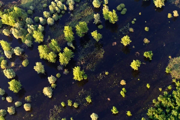 Vista Aérea Dos Juncos Salgueiros Durante Inundação Kopacki Rit Nature — Fotografia de Stock