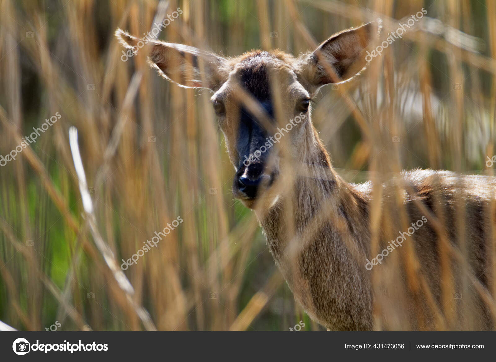 Deer reeds Stock Photos, Royalty Free Deer reeds Images | Depositphotos Deer reeds Stock Photos, Royalty Free Deer reeds Images | Depositphotos